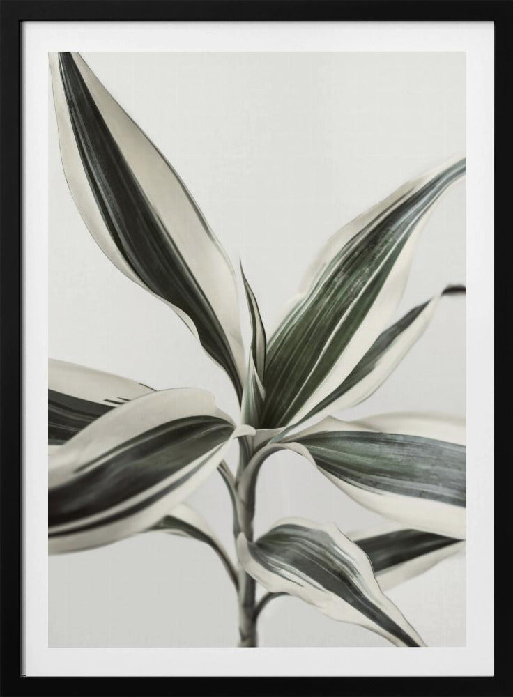 Laub | Poster
