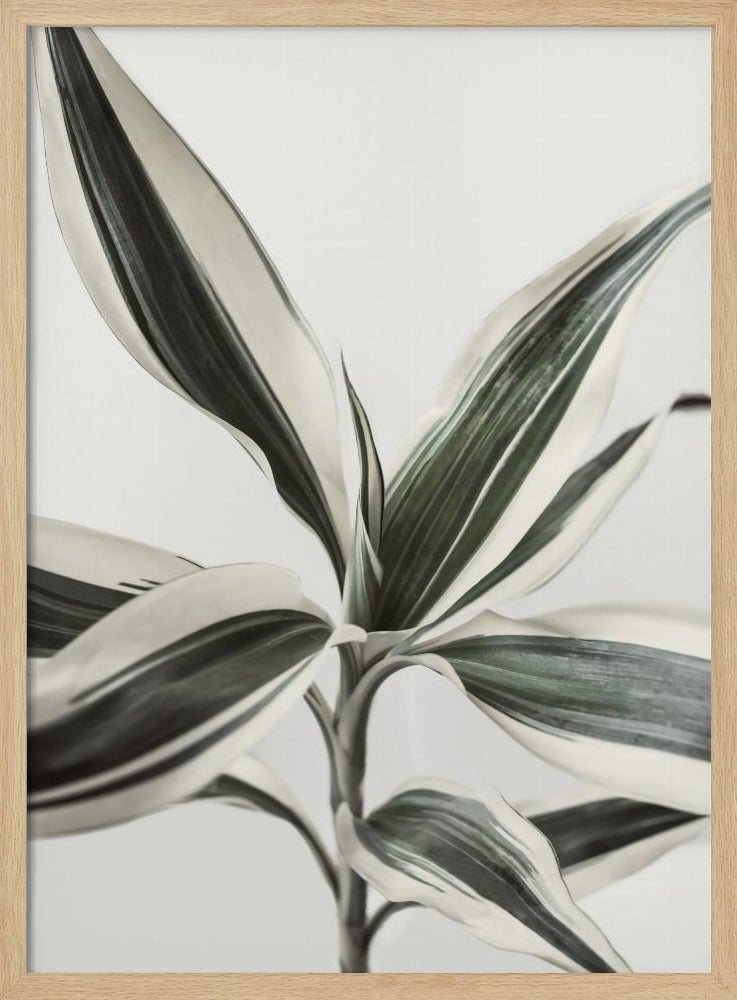 Laub | Poster