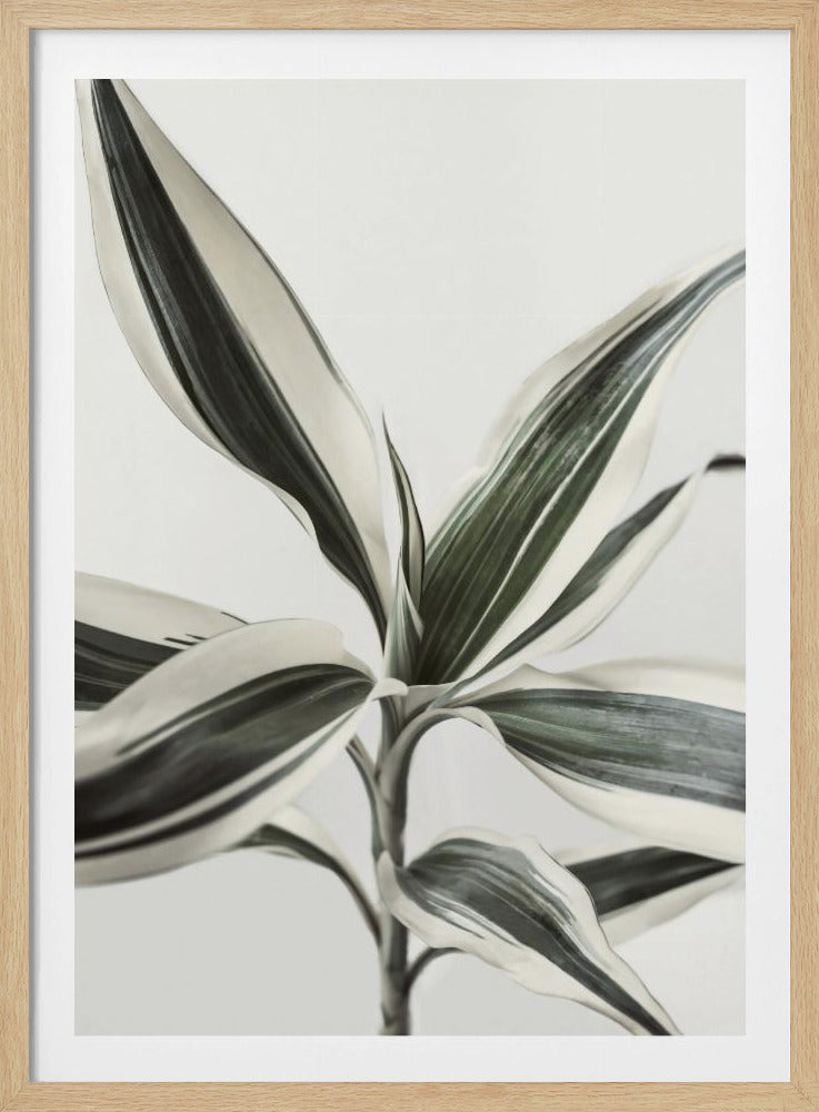 Laub | Poster
