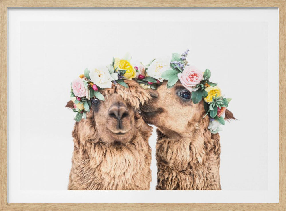 Boho Alpakas | Poster