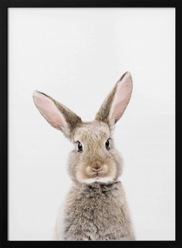 Baby-Kaninchen | Poster