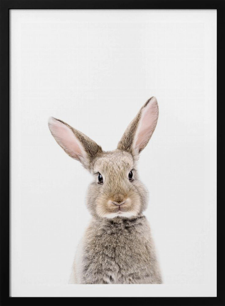 Baby-Kaninchen | Poster