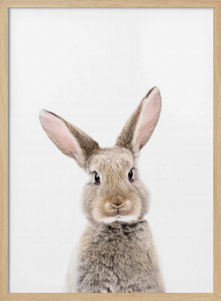 Baby-Kaninchen | Poster