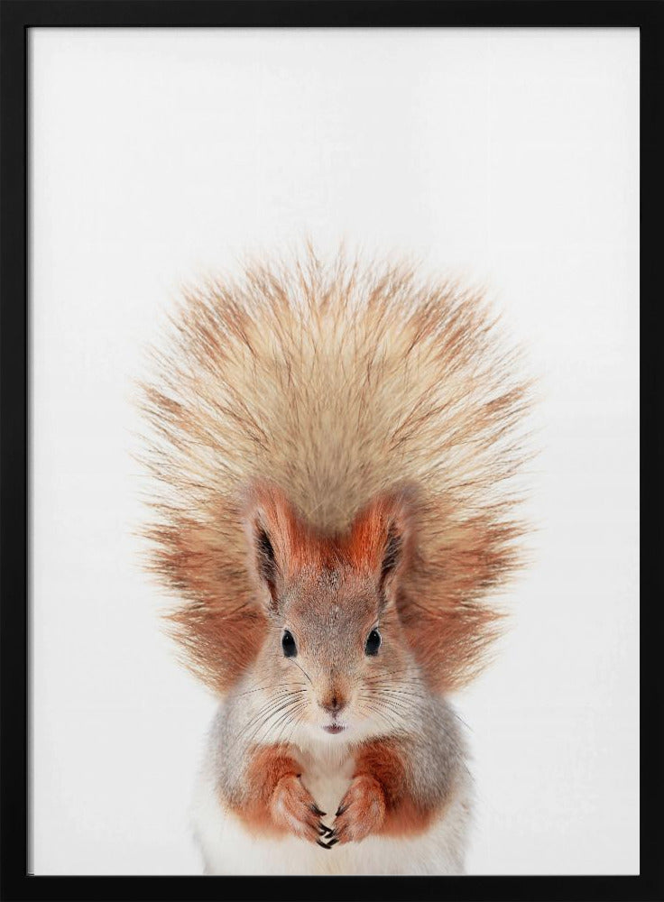 Baby-Eichhörnchen | Poster