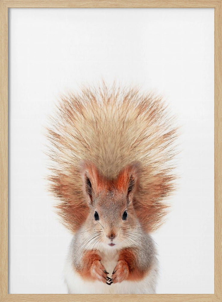 Baby-Eichhörnchen | Poster