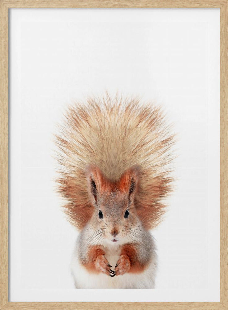 Baby-Eichhörnchen | Poster