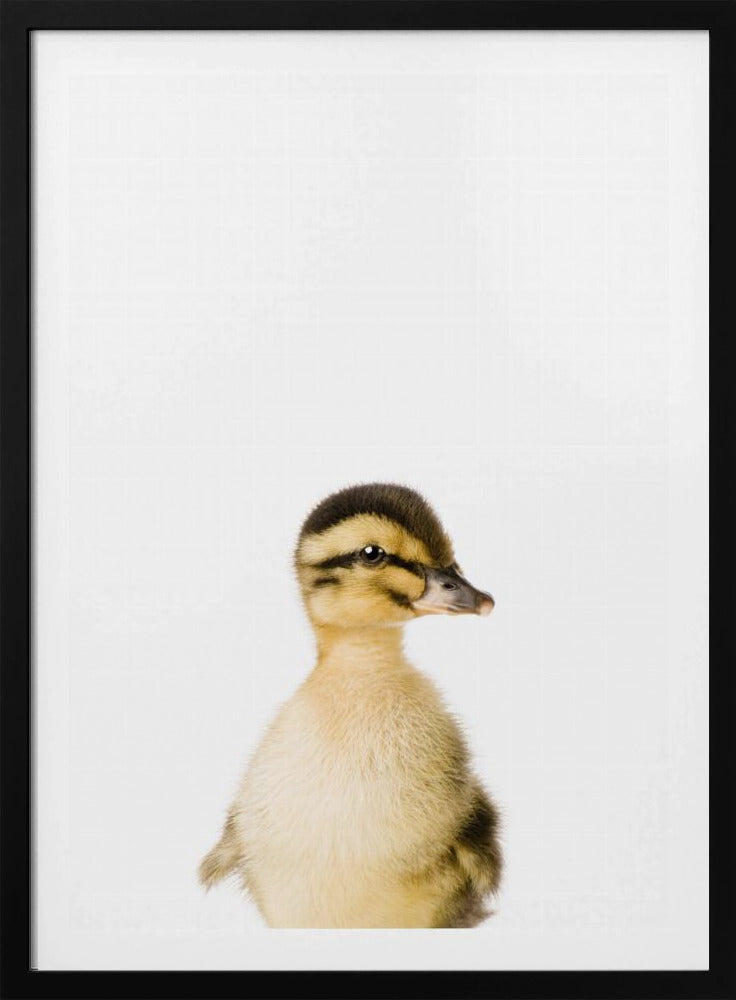 Baby-Ente | Poster