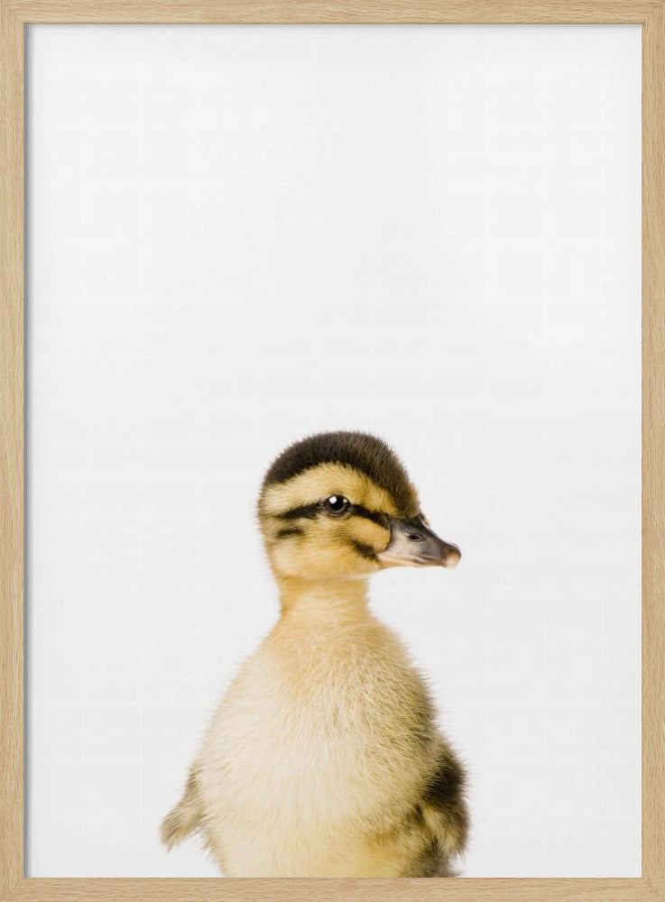 Baby-Ente | Poster
