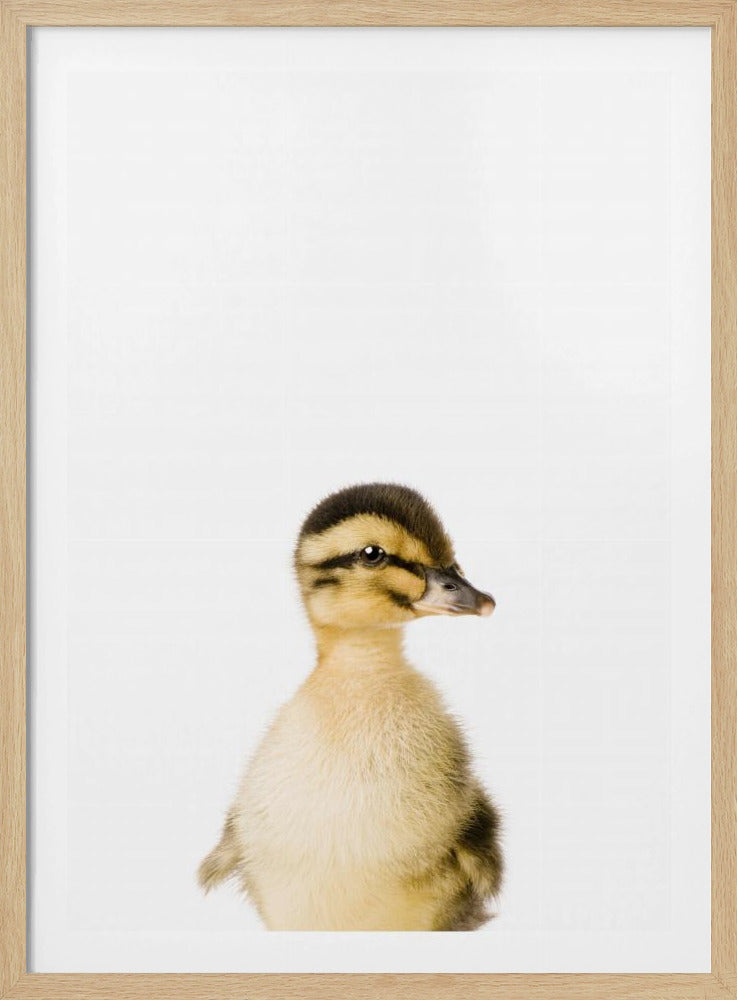 Baby-Ente | Poster