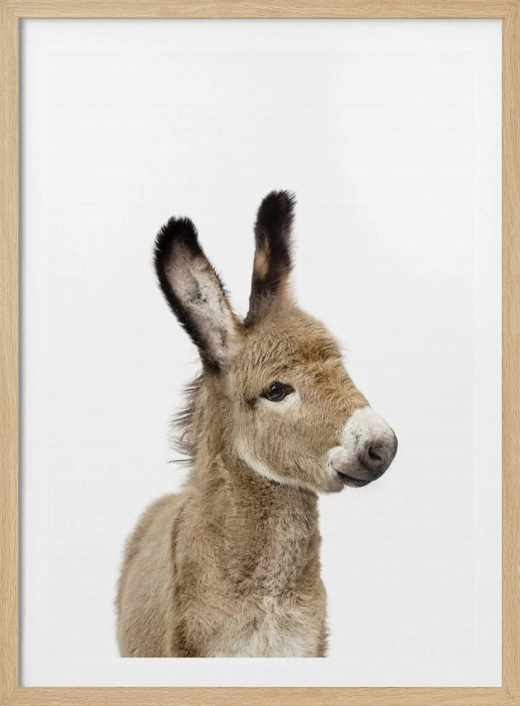 Baby-Esel | Poster