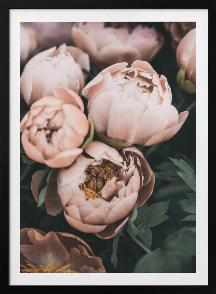 Korallenpfingstrosen | Poster