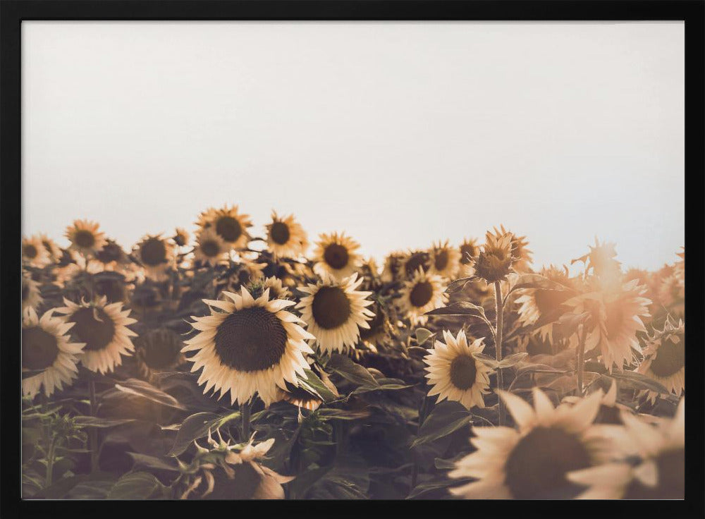 Sonnenblumen | Poster