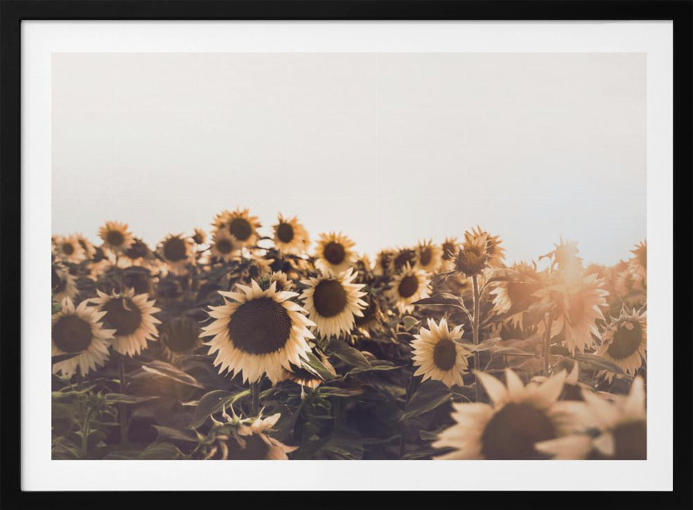 Sonnenblumen | Poster