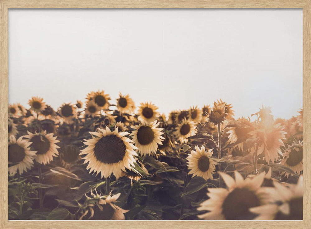 Sonnenblumen | Poster