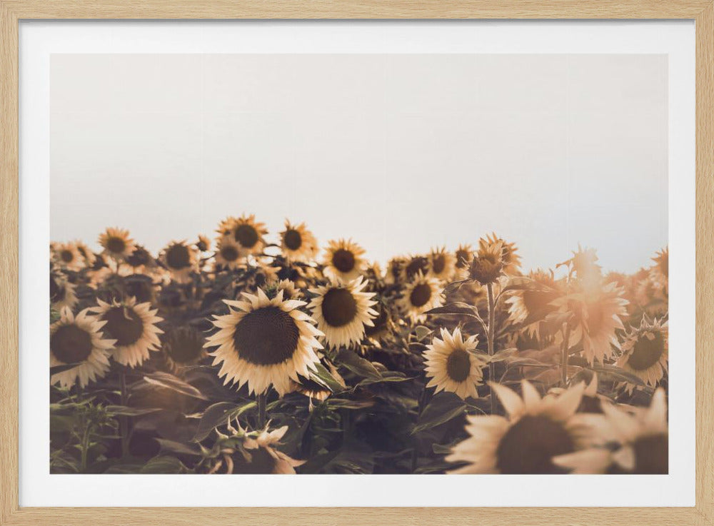 Sonnenblumen | Poster