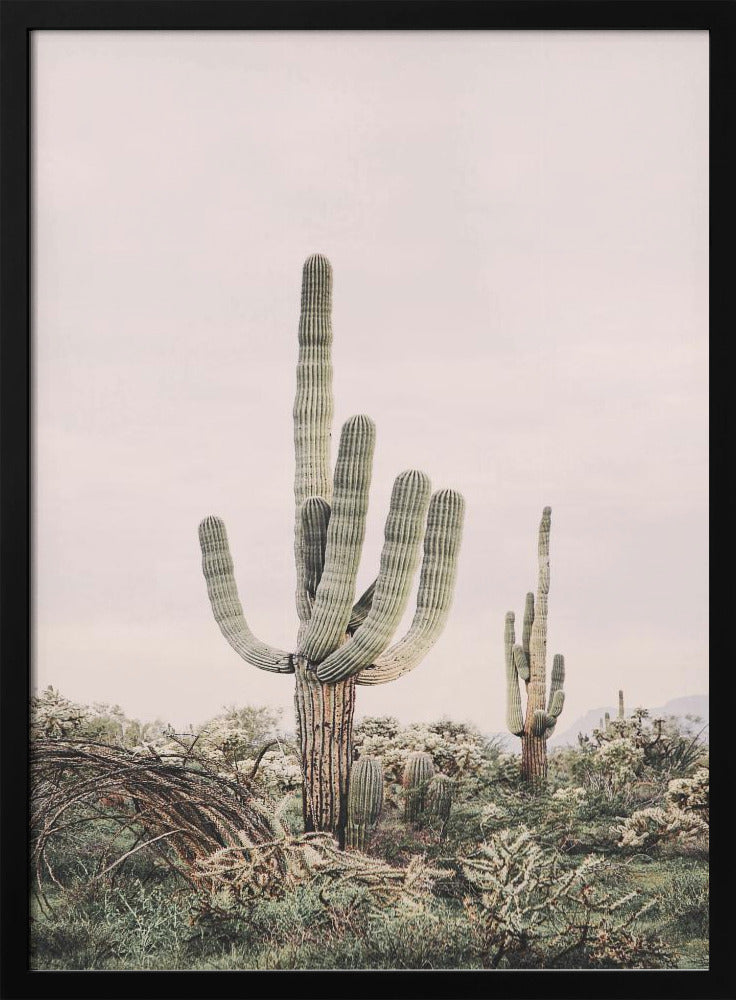 Rosa Saguaro | Poster