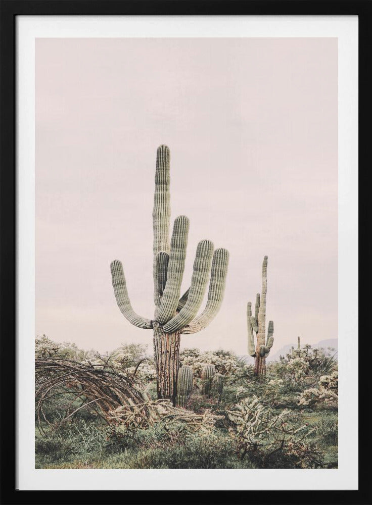 Rosa Saguaro | Poster