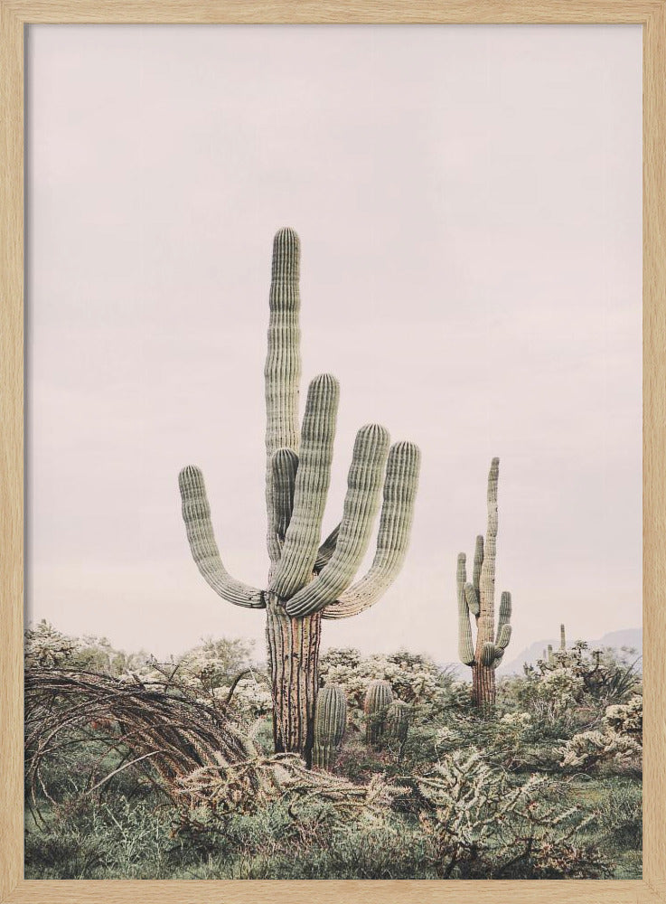 Rosa Saguaro | Poster