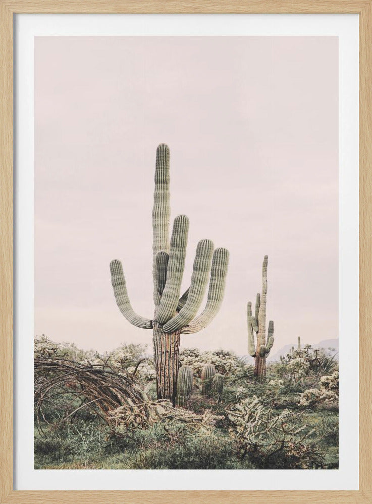 Rosa Saguaro | Poster