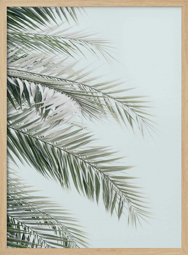 Blaue Palmen | Poster