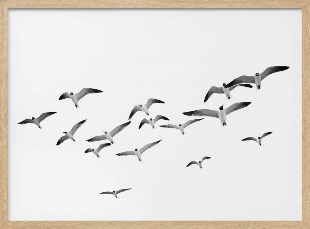 Fliegende Vögel | Poster