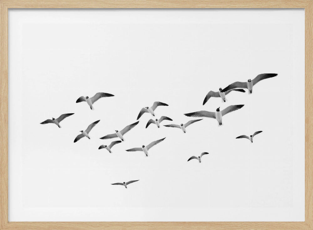 Fliegende Vögel | Poster