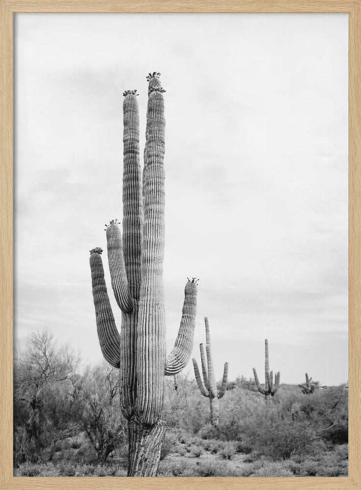 Saguaro B&W | Poster