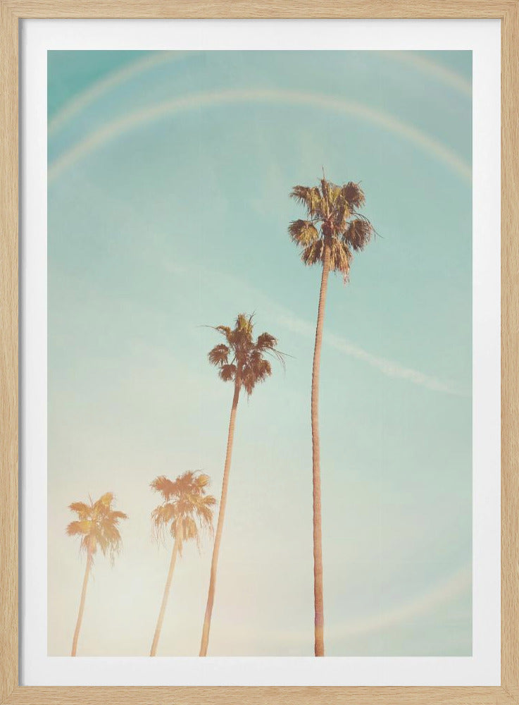 Sonnige Palme in Kalifornien | Poster