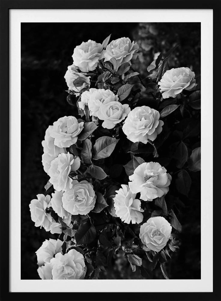 Rosenbusch | Poster
