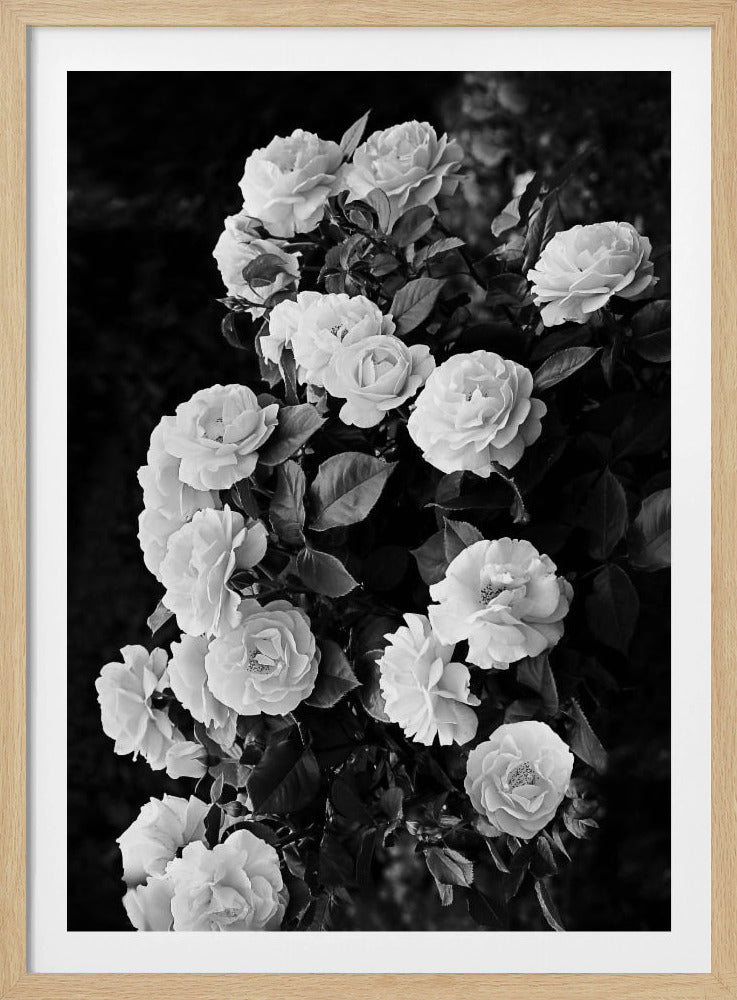 Rosenbusch | Poster