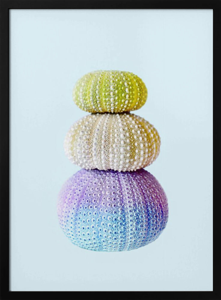 Seeigel | Poster