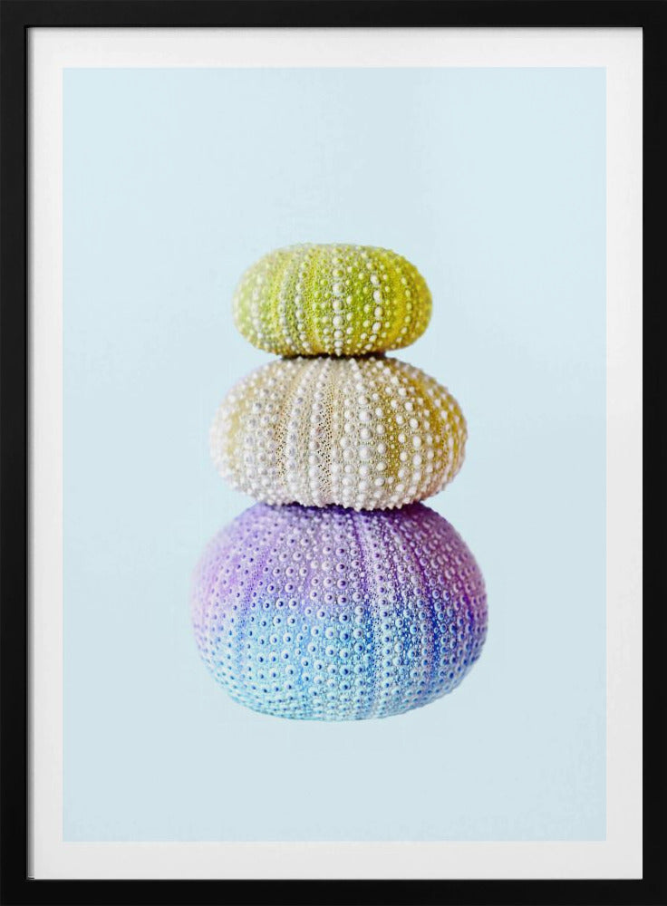Seeigel | Poster