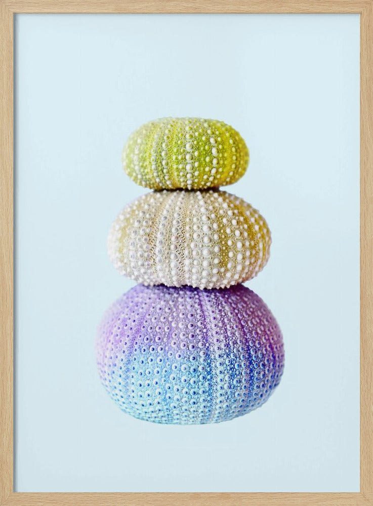 Seeigel | Poster