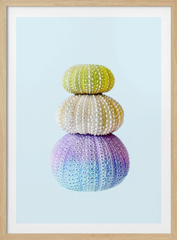 Seeigel | Poster