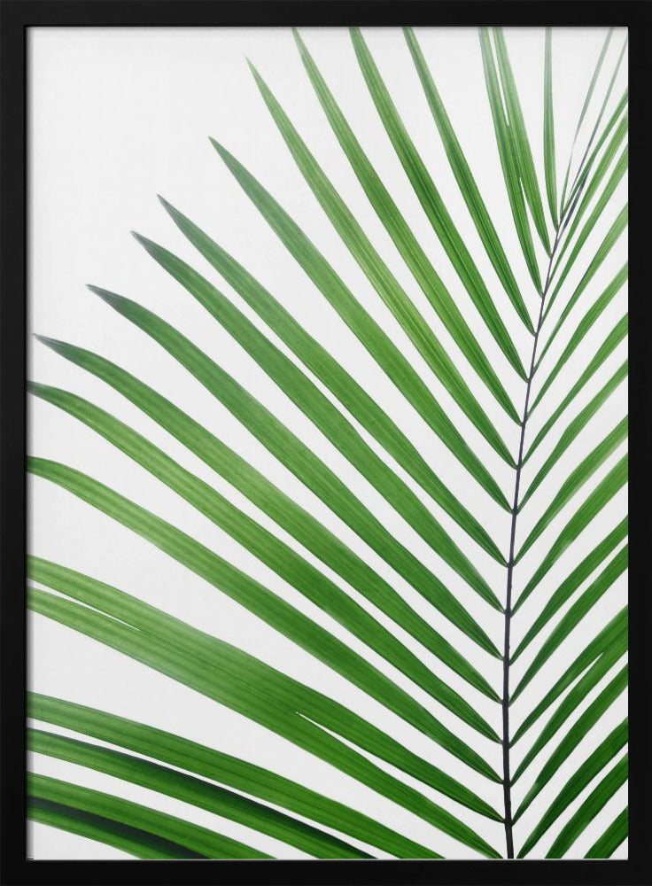 Grünes Palmblatt | Poster