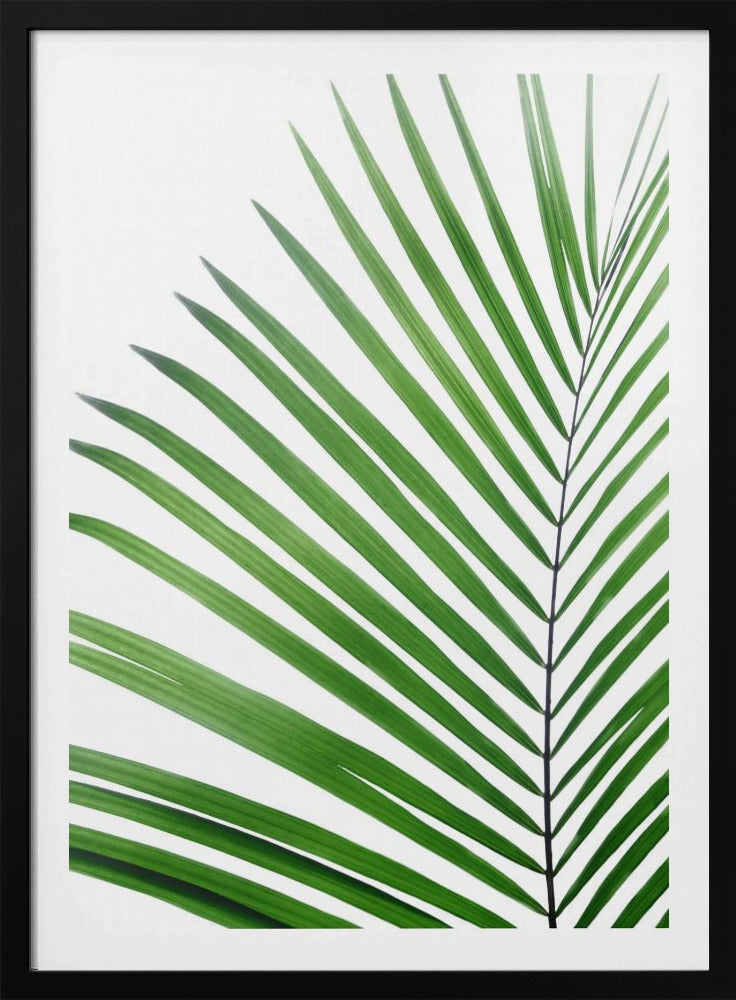 Grünes Palmblatt | Poster