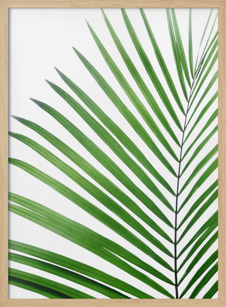 Grünes Palmblatt | Poster