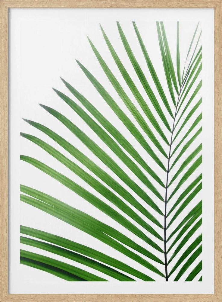 Grünes Palmblatt | Poster