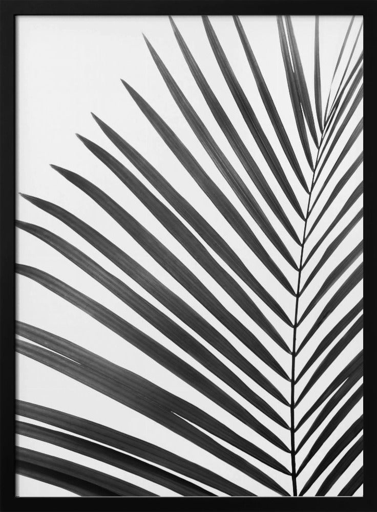 BW Palmblatt | Poster