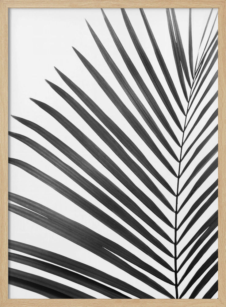 BW Palmblatt | Poster