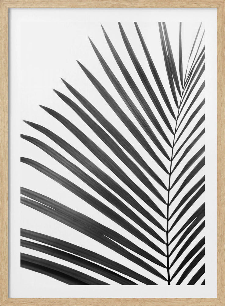 BW Palmblatt | Poster