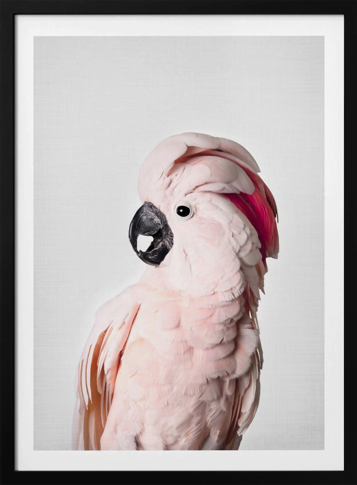 Rosa Kakadu | Poster