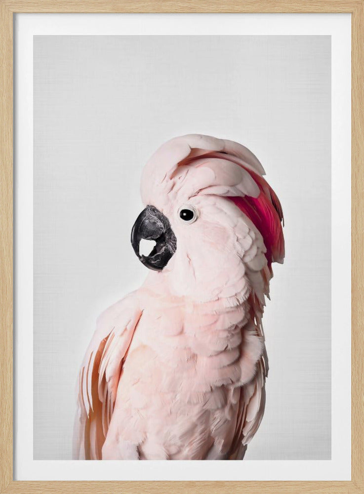 Rosa Kakadu | Poster