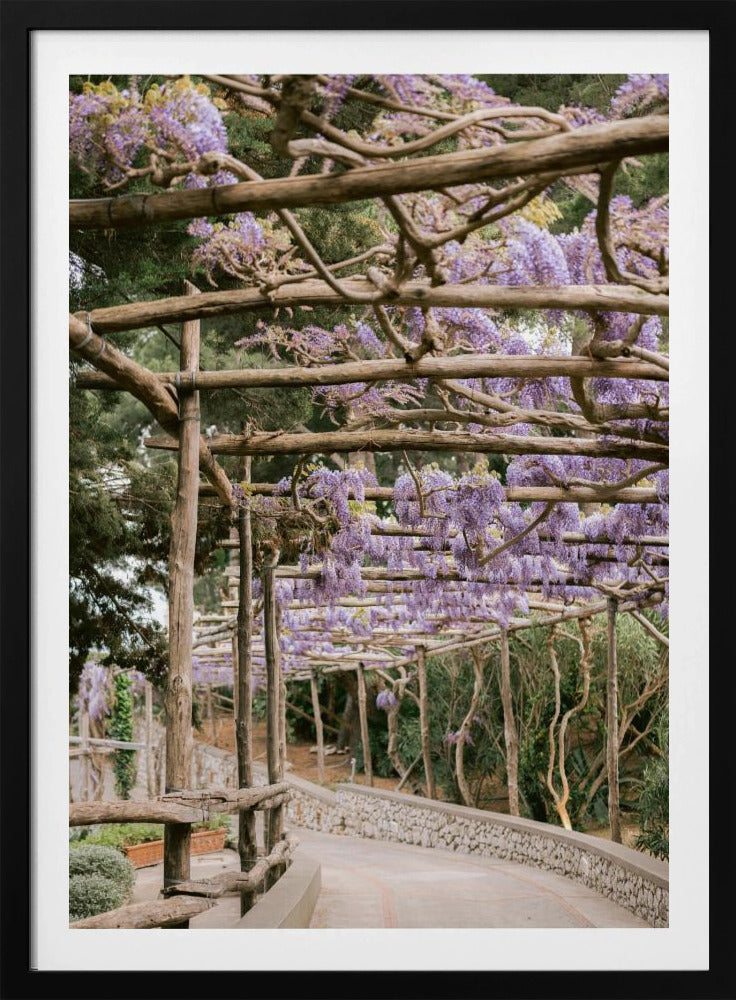 The Lavender Walkway | Poster