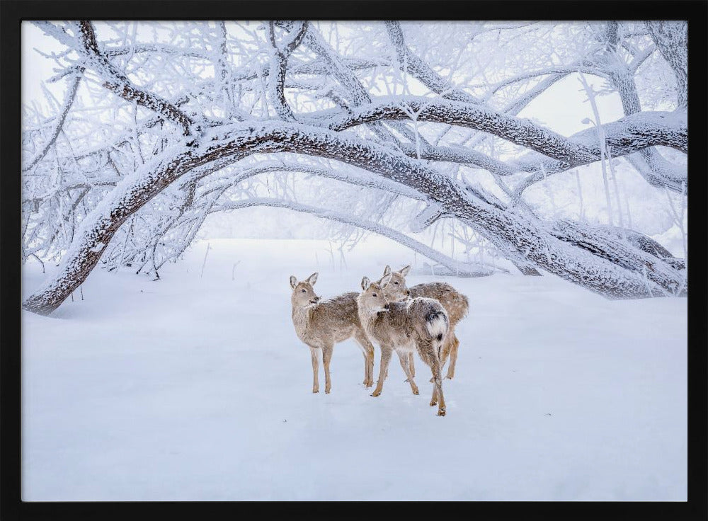 Deers' Walk in Snow | Poster