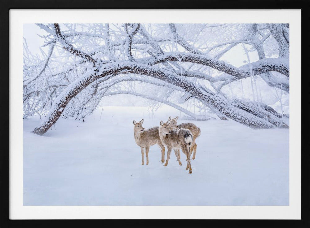 Deers' Walk in Snow | Poster