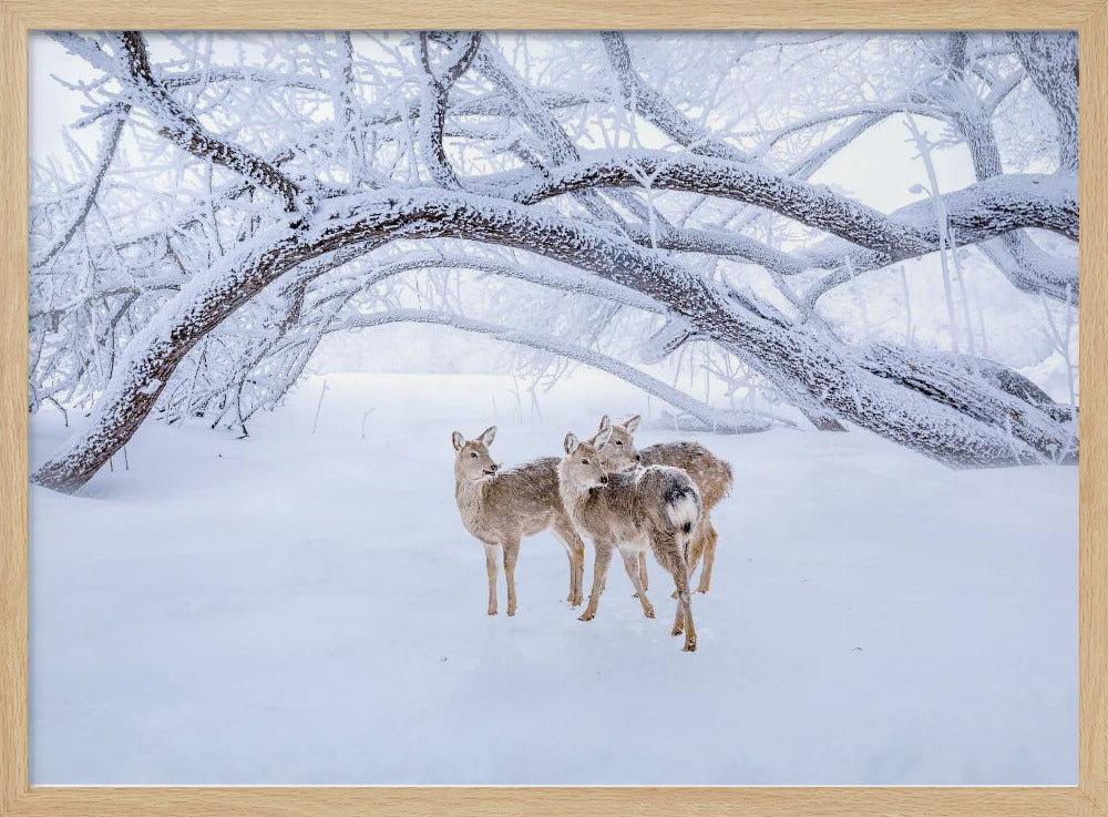 Deers' Walk in Snow | Poster