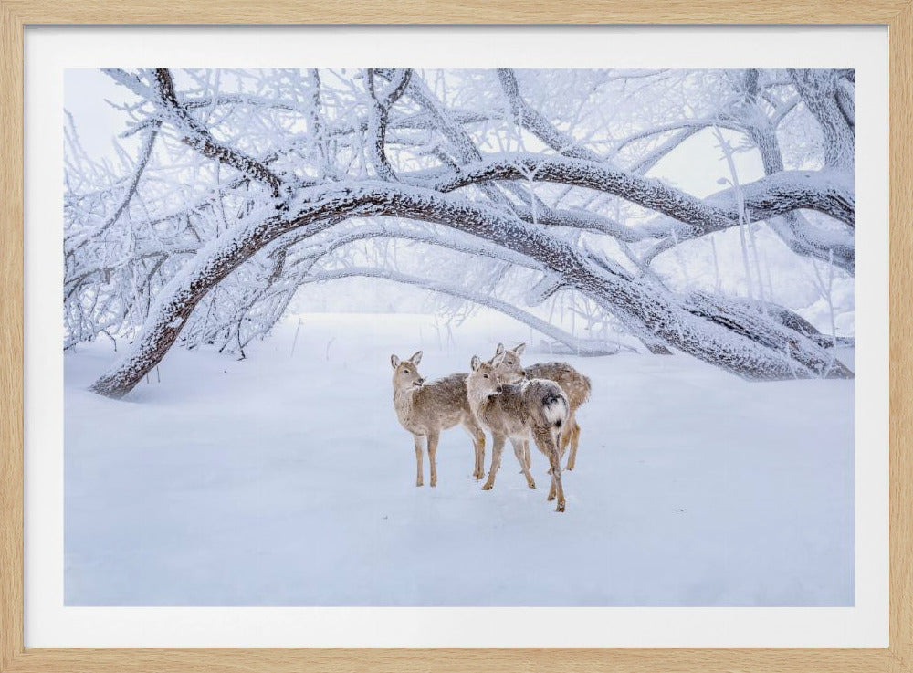 Deers' Walk in Snow | Poster