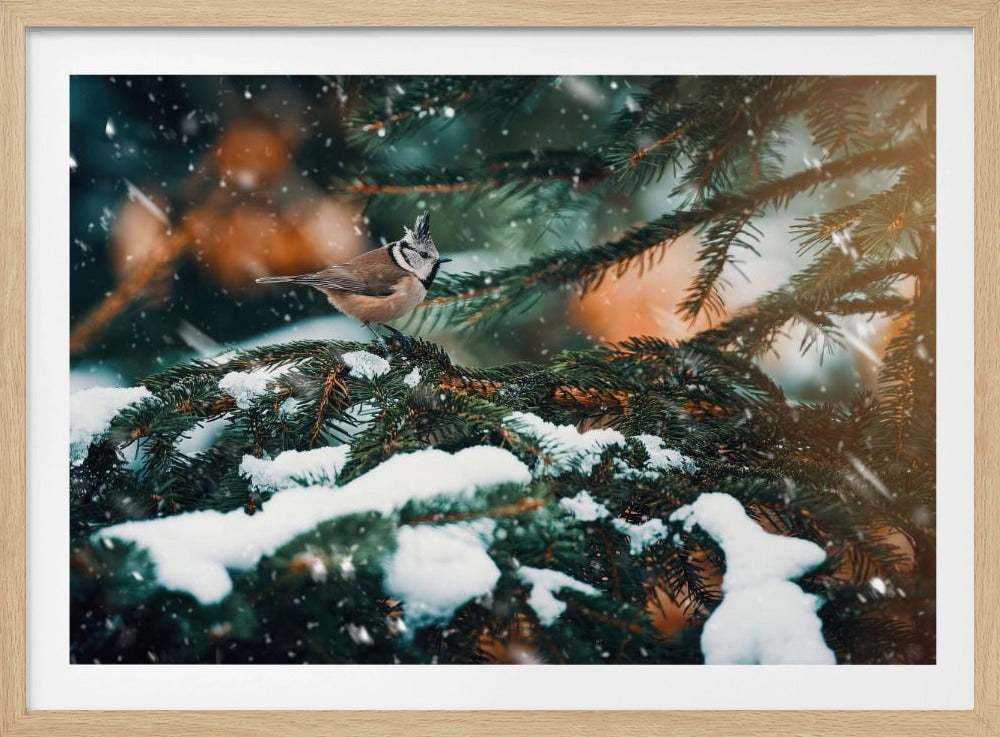 Punky | Poster