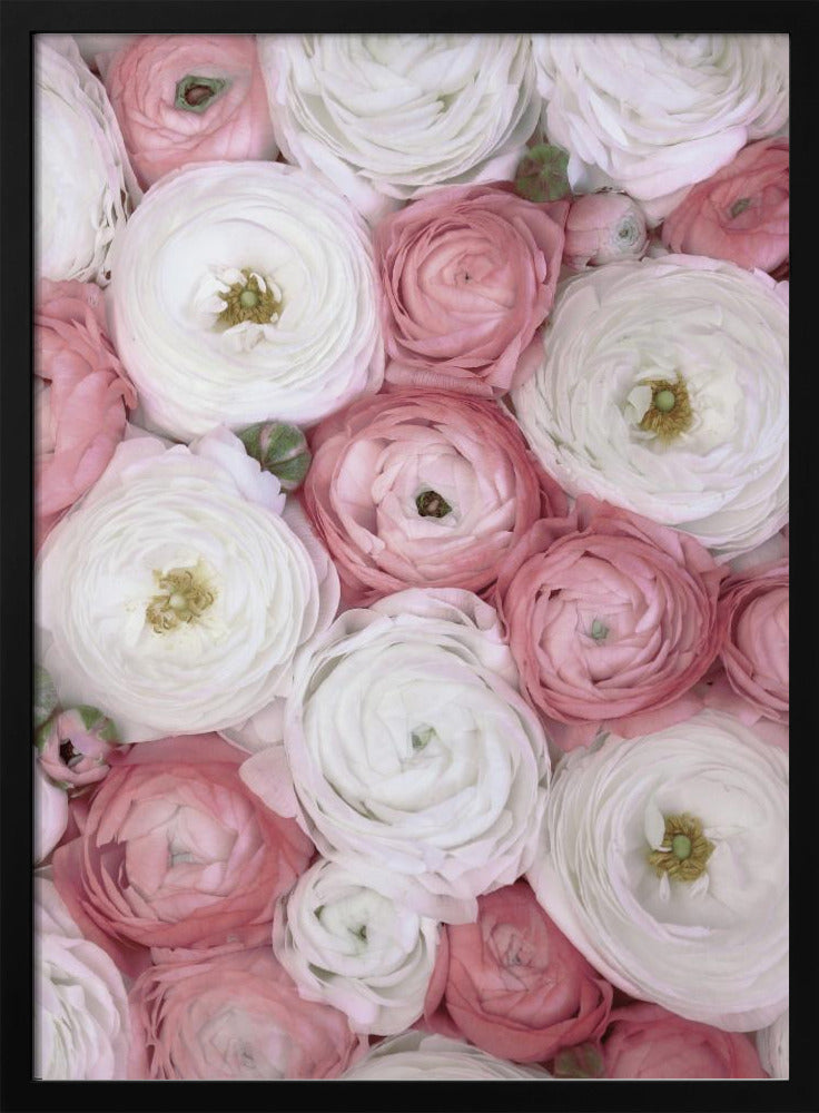 Verstreute Ranunkeln in gedecktem Rosa I | Poster